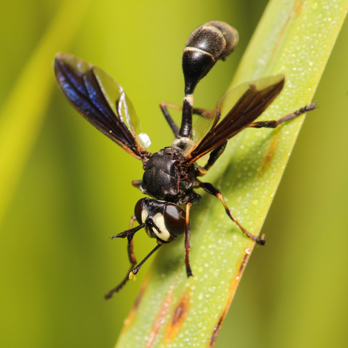 Eastern thick-headed fly