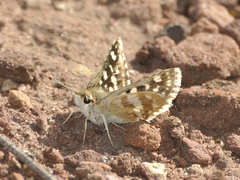Spialia ferax