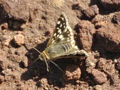 Spialia ferax
