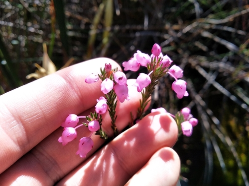 Finehair Heath (Erica pilulifera)