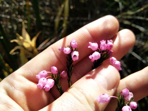 Image of Erica pilulifera by (c) De Waal Hugo, some rights reserved (CC BY)
