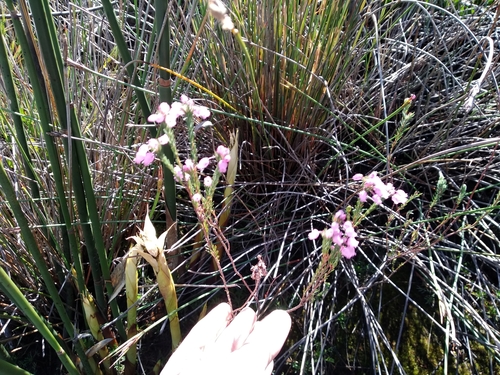 Image of Erica pilulifera by (c) De Waal Hugo, some rights reserved (CC BY)
