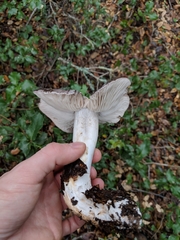 Entoloma medianox