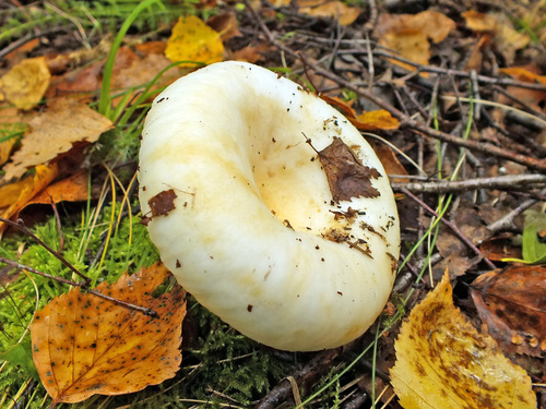 rollrim milkcap