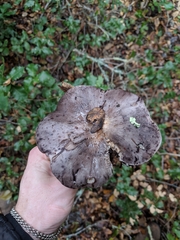 Entoloma medianox