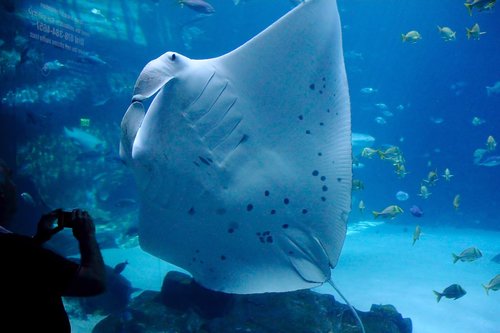 Mobula alfredi