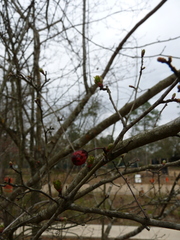 Crataegus marshallii