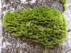 Neckera pennata image