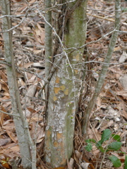 Crataegus marshallii