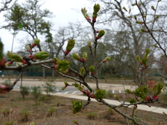 Crataegus marshallii