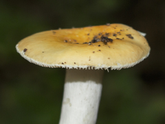 Russula ochroleucoides