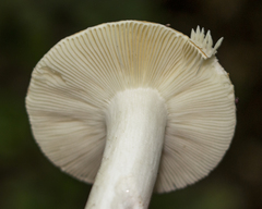 Russula ochroleucoides