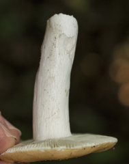 Russula ochroleucoides