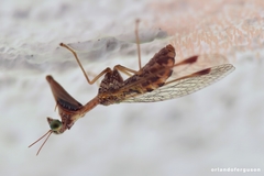 Mantispa styriaca