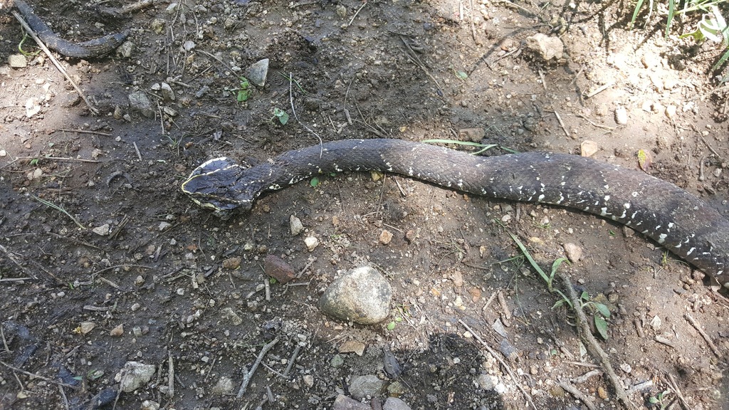 Mexican Cantil in July 2016 by juanjoseromero · iNaturalist