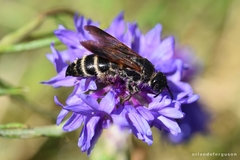 Colpa quinquecincta