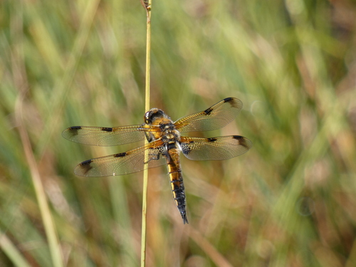 Four-spotted Skimmer, photo 2 of 10