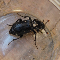 Nicrophorus humator