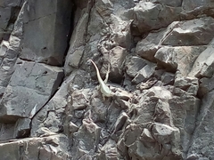 Microlophus peruvianus