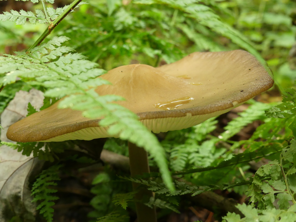 Beech Rooter Beech Rooter from Clarence-Rockland, ON, Canada on August 19, 2023 at ...