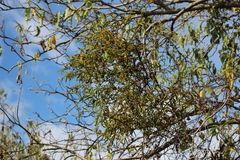 Phoradendron carneum