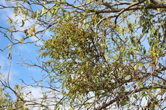 Phoradendron carneum