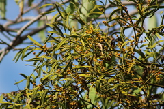 Phoradendron carneum