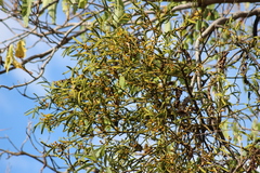 Phoradendron carneum