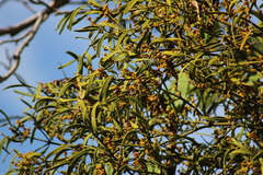Phoradendron carneum