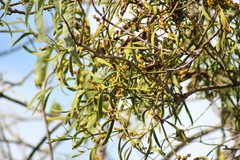 Phoradendron carneum