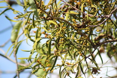 Phoradendron carneum
