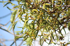 Phoradendron carneum