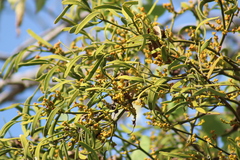 Phoradendron carneum