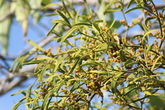 Phoradendron carneum