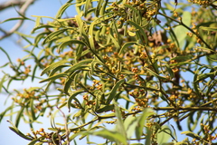 Phoradendron carneum