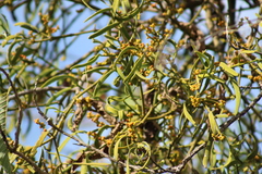 Phoradendron carneum