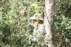 Phoradendron carneum