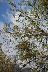 Phoradendron carneum