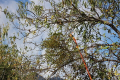 Phoradendron carneum