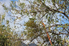 Phoradendron carneum