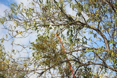 Phoradendron carneum