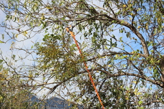 Phoradendron carneum