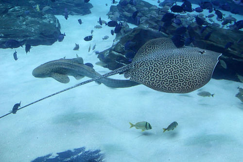 Himantura leoparda
