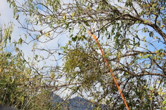 Phoradendron carneum