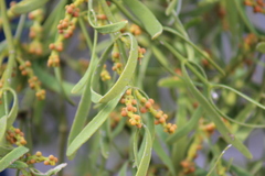 Phoradendron carneum