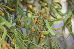 Phoradendron carneum