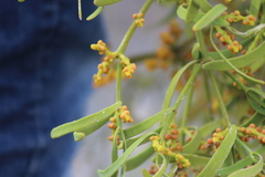 Phoradendron carneum