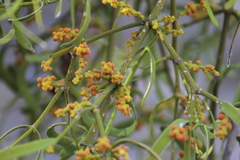Phoradendron carneum