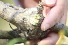 Phoradendron carneum