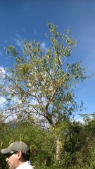 Phoradendron carneum